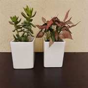 Square Ceramic Pot